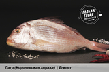 &nbsp;Пагр (Египет)